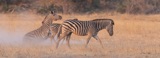 Seba - Zebra bath Seba - Zebra bath